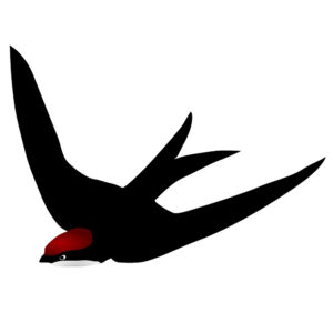 chimney swift bird